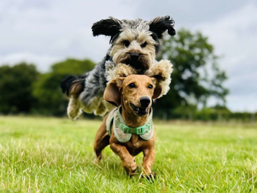 Tailblazers Norwich — dogs playing and walking, photo 1