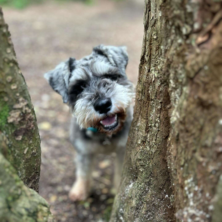 Tailblazers Norwich — dogs playing and walking, photo 2