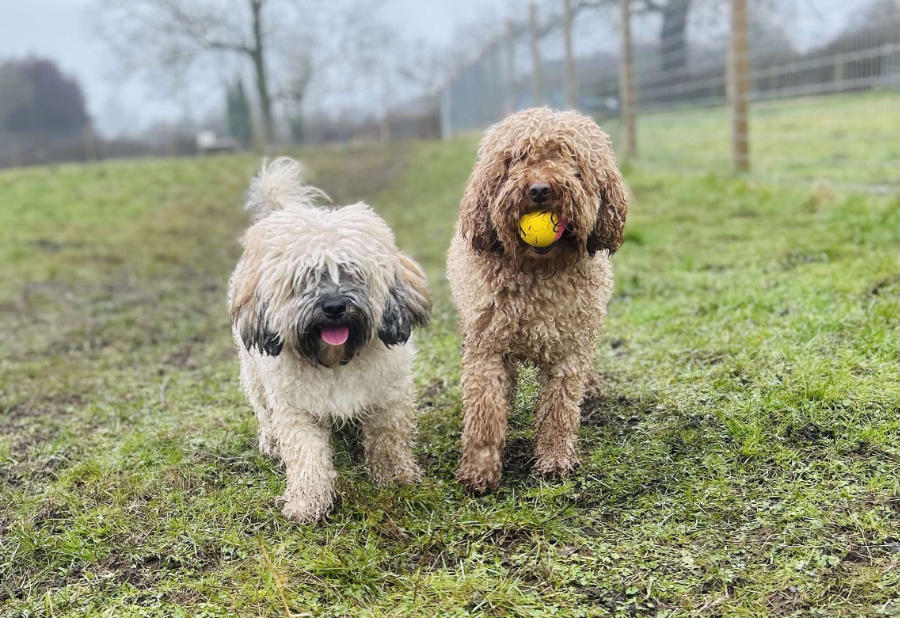 Tailblazers Norwich — dogs playing and walking, photo 3