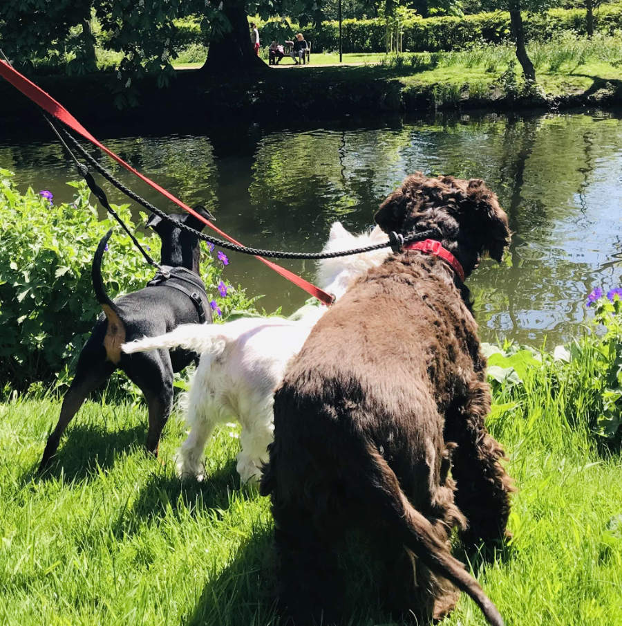 Tailblazers Norwich — dogs playing and walking, photo 4