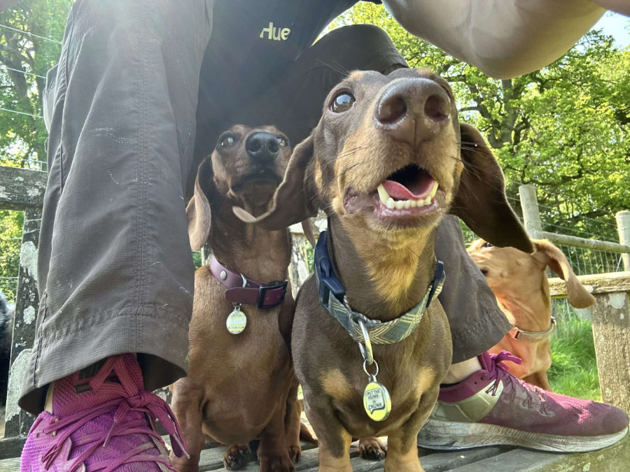 Tailblazers Norwich — dogs playing and walking, photo 5