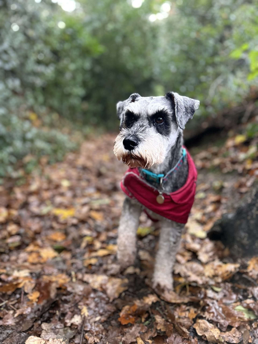 Tailblazers Norwich — dogs playing and walking, photo 7