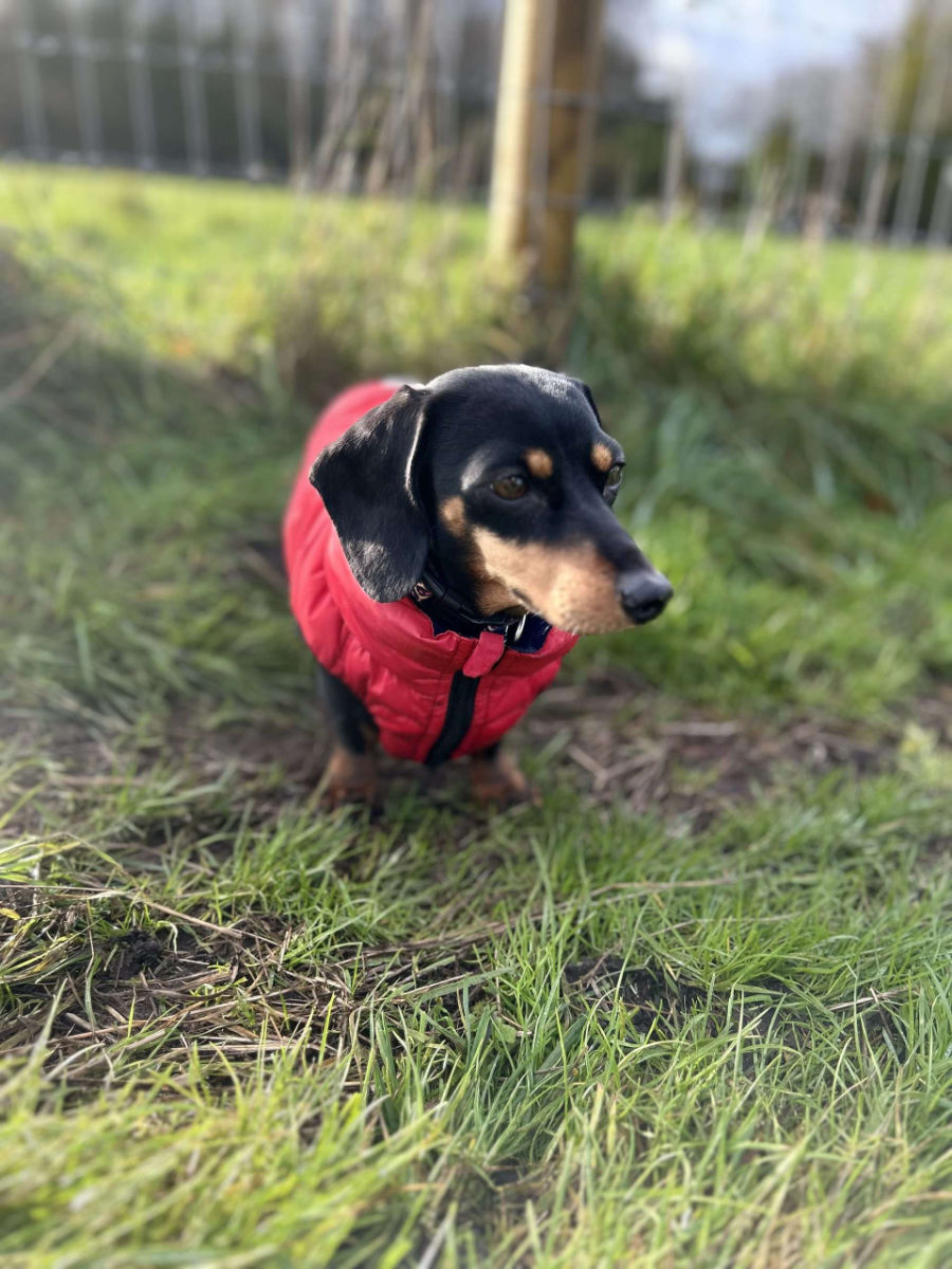 Tailblazers Norwich — dogs playing and walking, photo 8