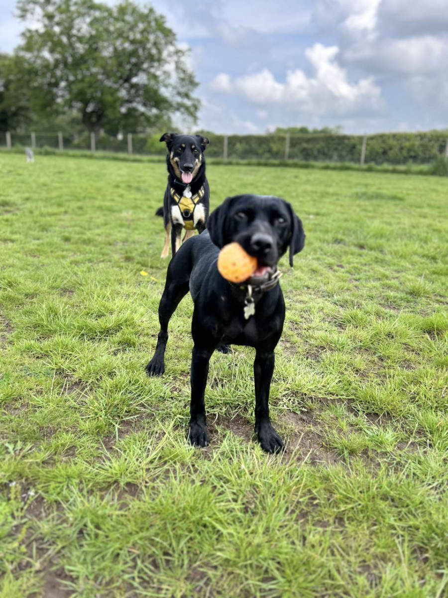 Tailblazers Norwich — dogs playing and walking, photo 9