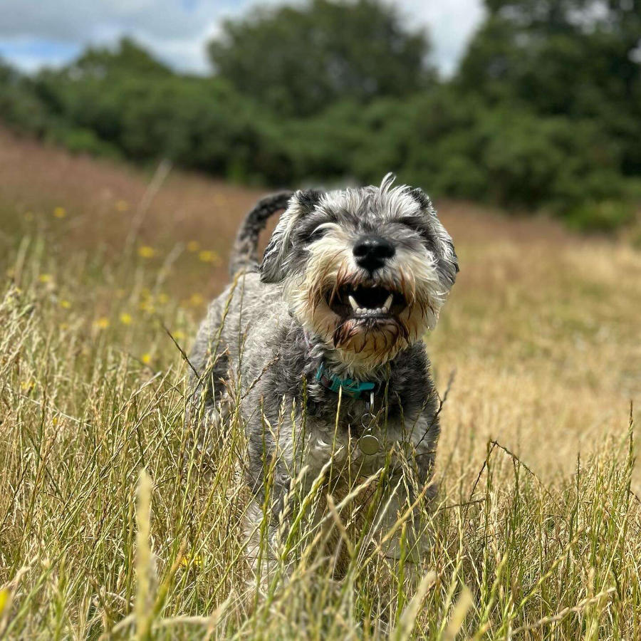 Tailblazers Norwich — dogs playing and walking, photo 11