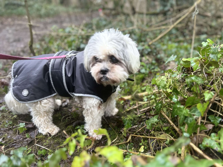 Tailblazers Norwich — dogs playing and walking, photo 12