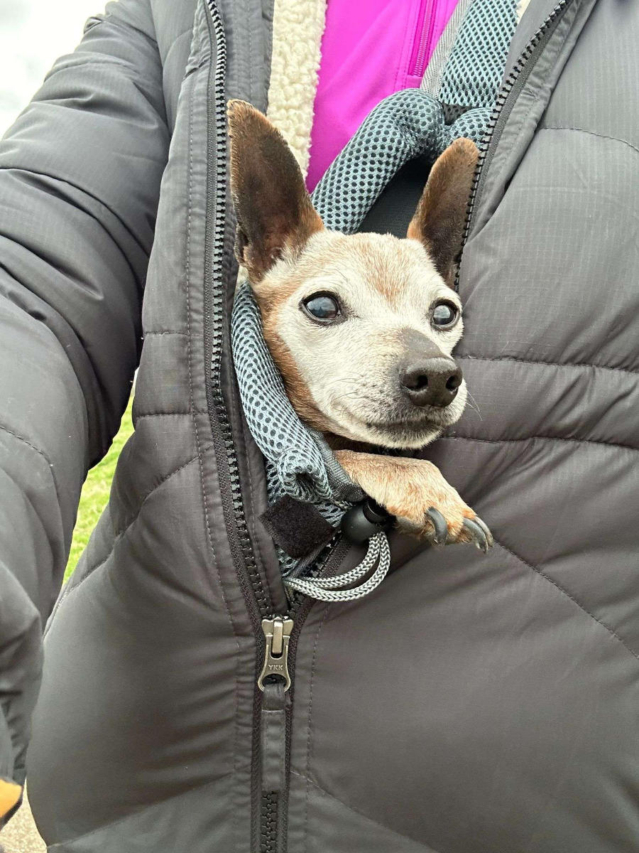 Tailblazers Norwich — dogs playing and walking, photo 13