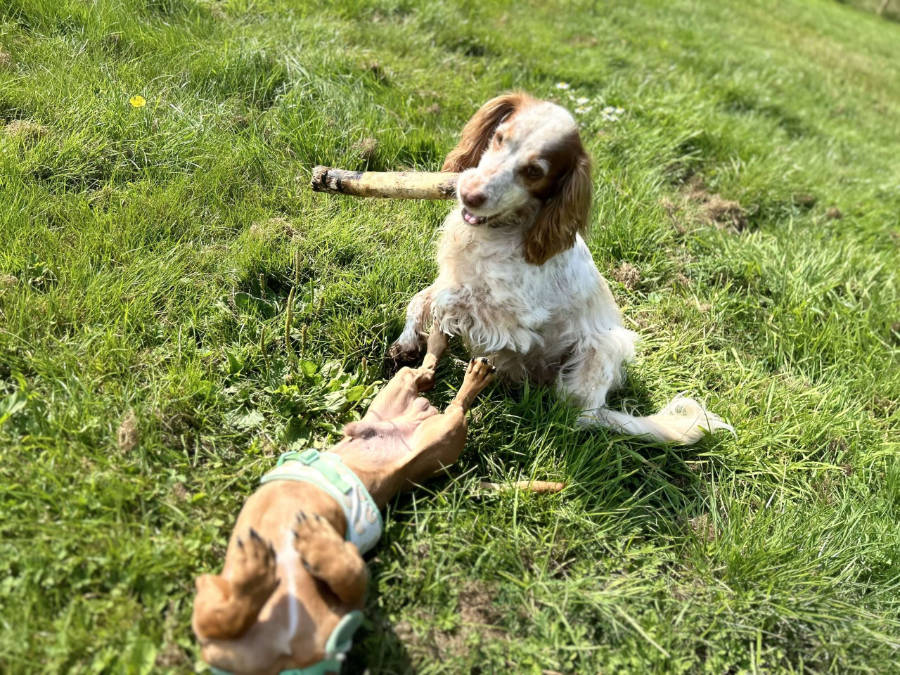 Tailblazers Norwich — dogs playing and walking, photo 15