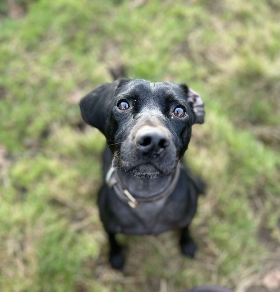 Tailblazers Norwich — dogs playing and walking, photo 16