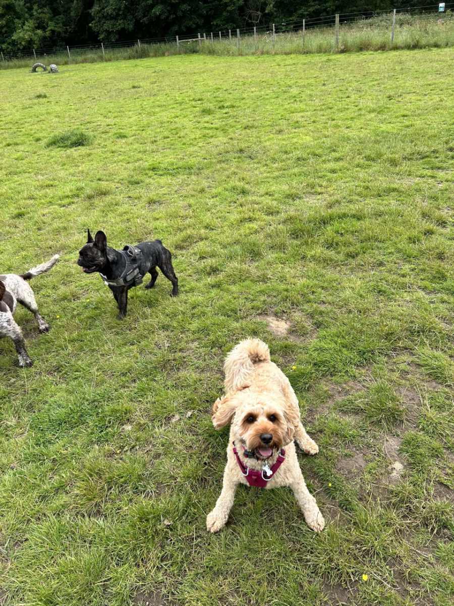 Tailblazers Norwich — dogs playing and walking, photo 17