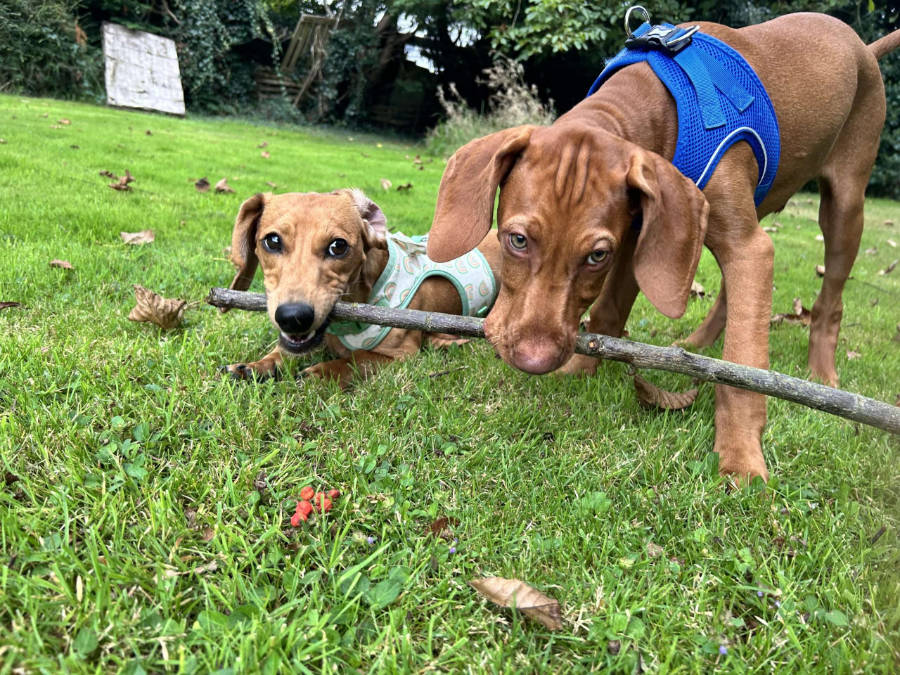 Tailblazers Norwich — dogs playing and walking, photo 18