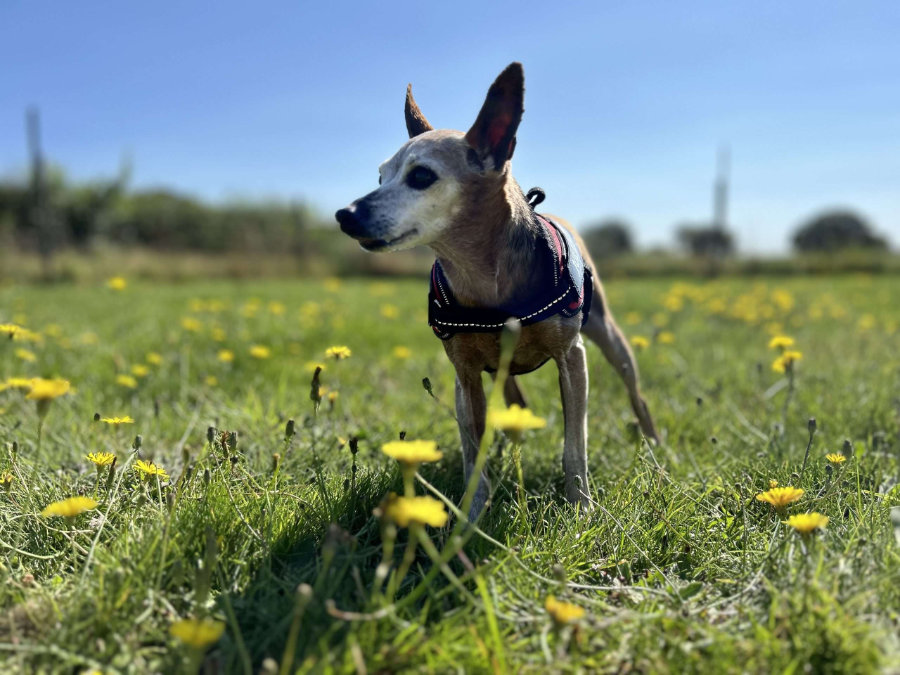 Tailblazers Norwich — dogs playing and walking, photo 19