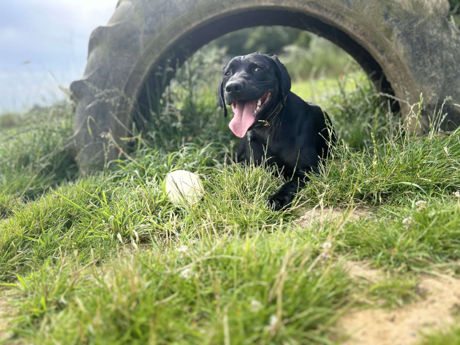 Tailblazers Norwich — dogs playing and walking, photo 20