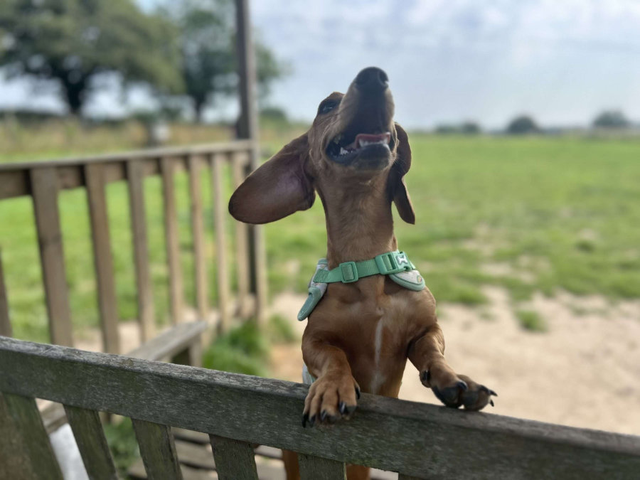 Tailblazers Norwich — dogs playing and walking, photo 21