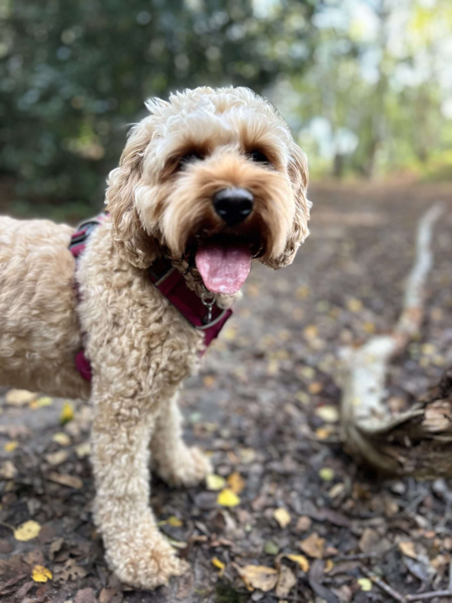 Tailblazers Norwich — dogs playing and walking, photo 22