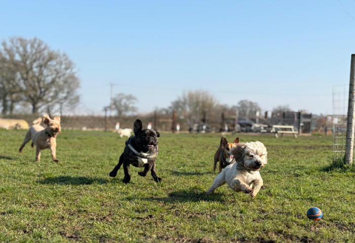Dogs enjoying a 90-minute play session at Tailblazers Norwich