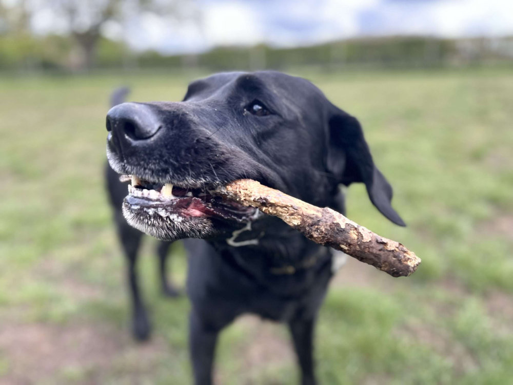 Dogs enjoying a group play session at Tailblazers Norwich